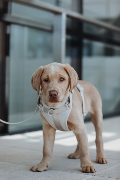 Hundegeschirr Neo grau Hund steht