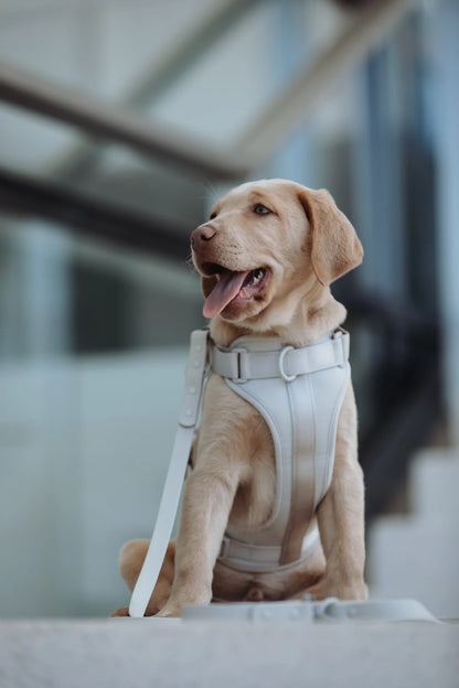 Hundegeschirr Neo grau Hund