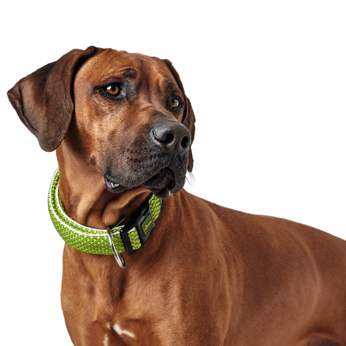Hundehalsband "Hilo" | limette