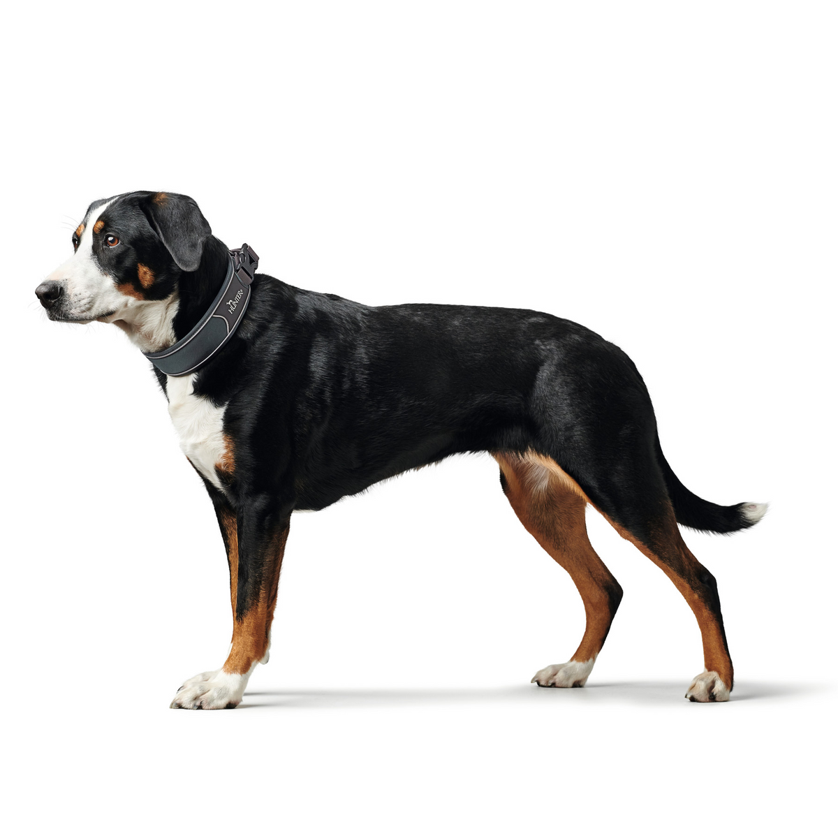 Hundehalsband "Divo" | grau/grau