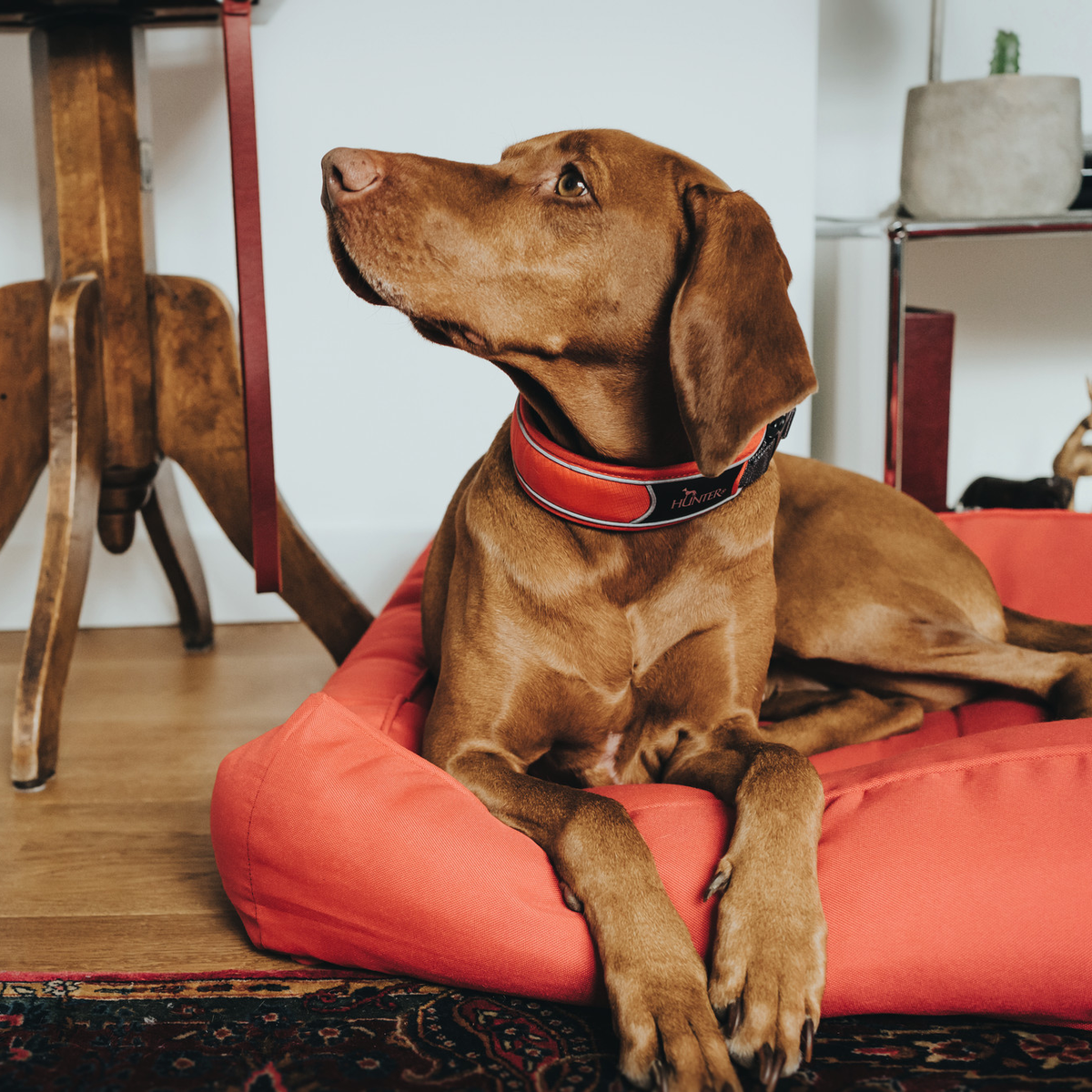 Hundehalsband "Divo" | rot/grau
