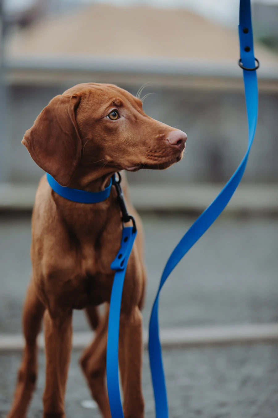 Biothane Führleine blau mit Hund