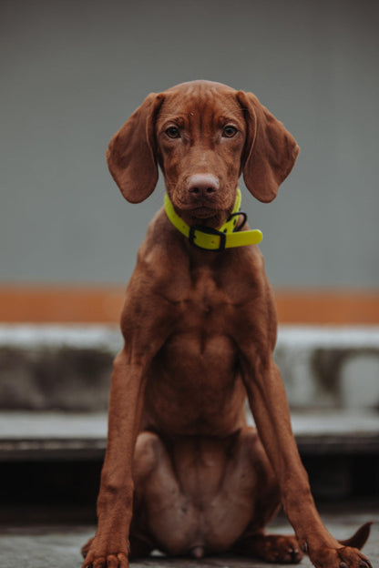 Biothane Hundehalsband | gelb