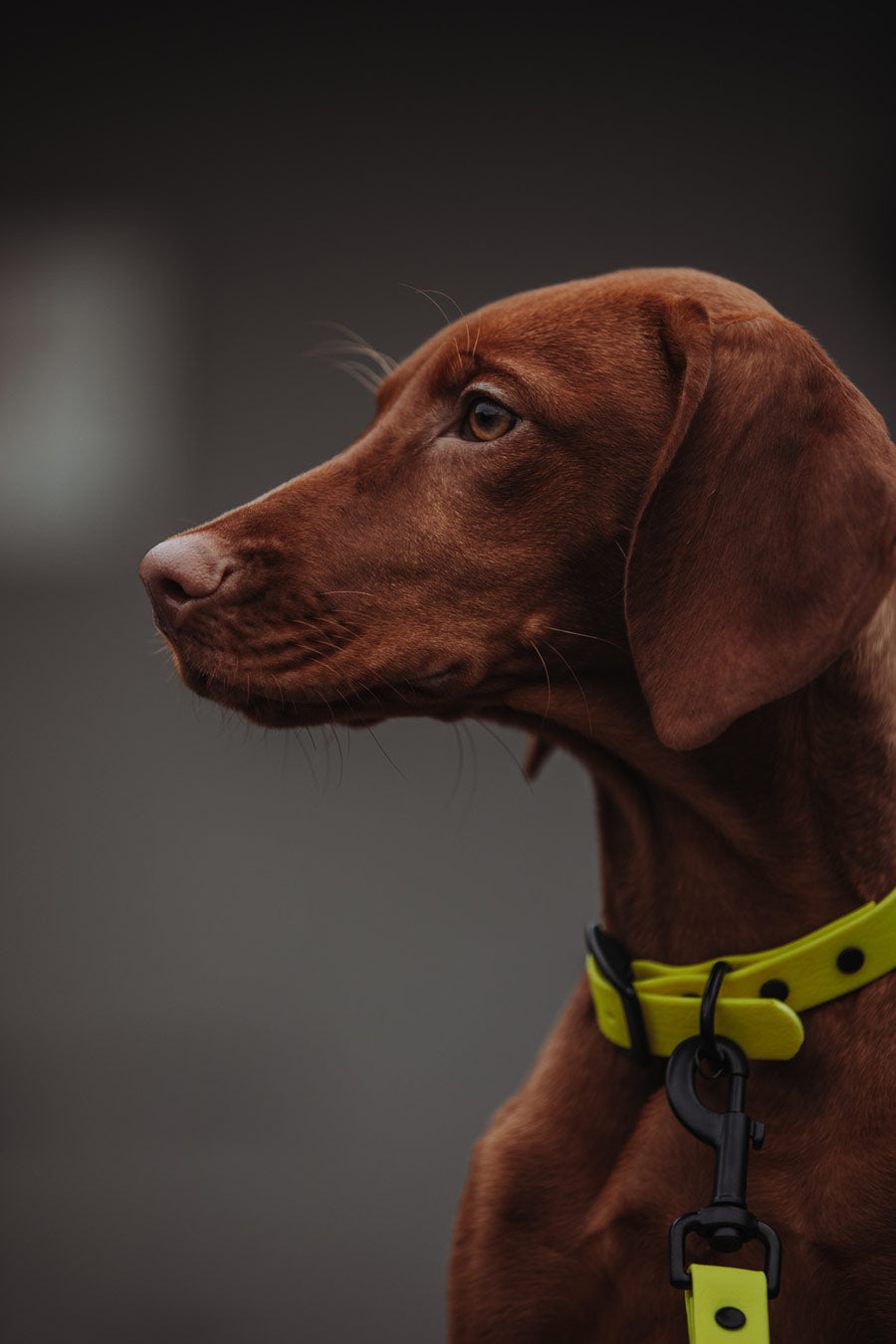 Biothane Hundehalsband | gelb