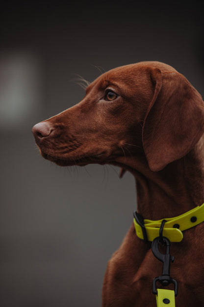 Biothane Hundehalsband | gelb