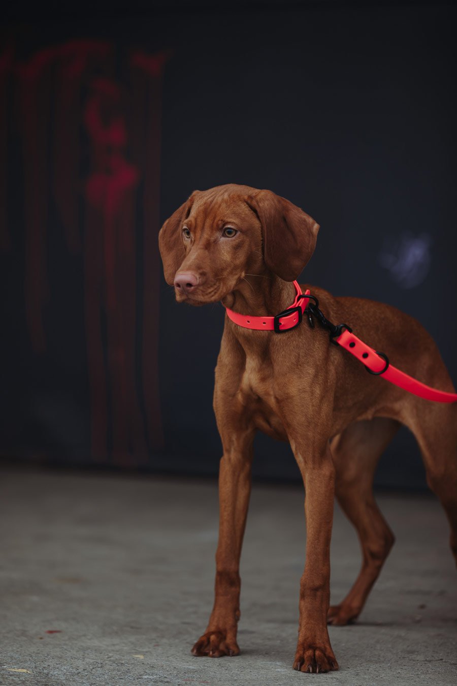 Biothane Set Halsband und Leine in pink von Thomas & Henry mit Hund