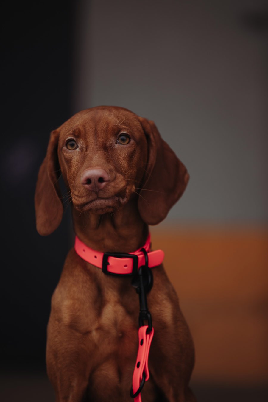 Biothane Hundeleine in pink von Thomas & Henry mit Hund