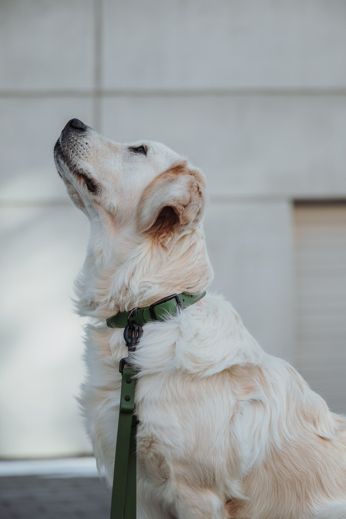 Biothane Set Halsband und Leine in olive von Thomas & Henry mit Hund