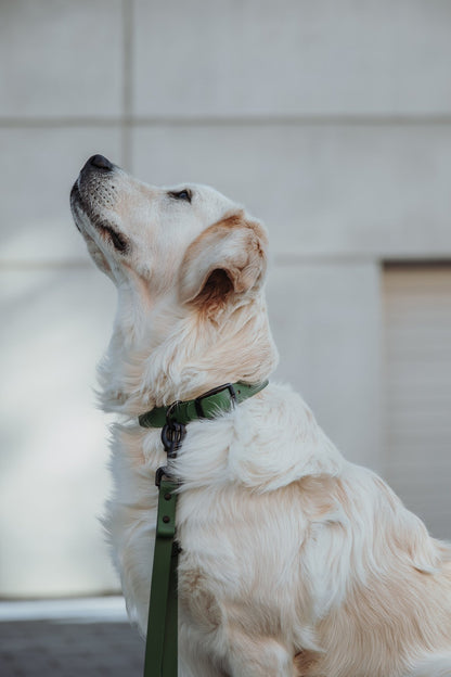 Biothane Set Halsband und Leine in olive von Thomas & Henry mit Hund