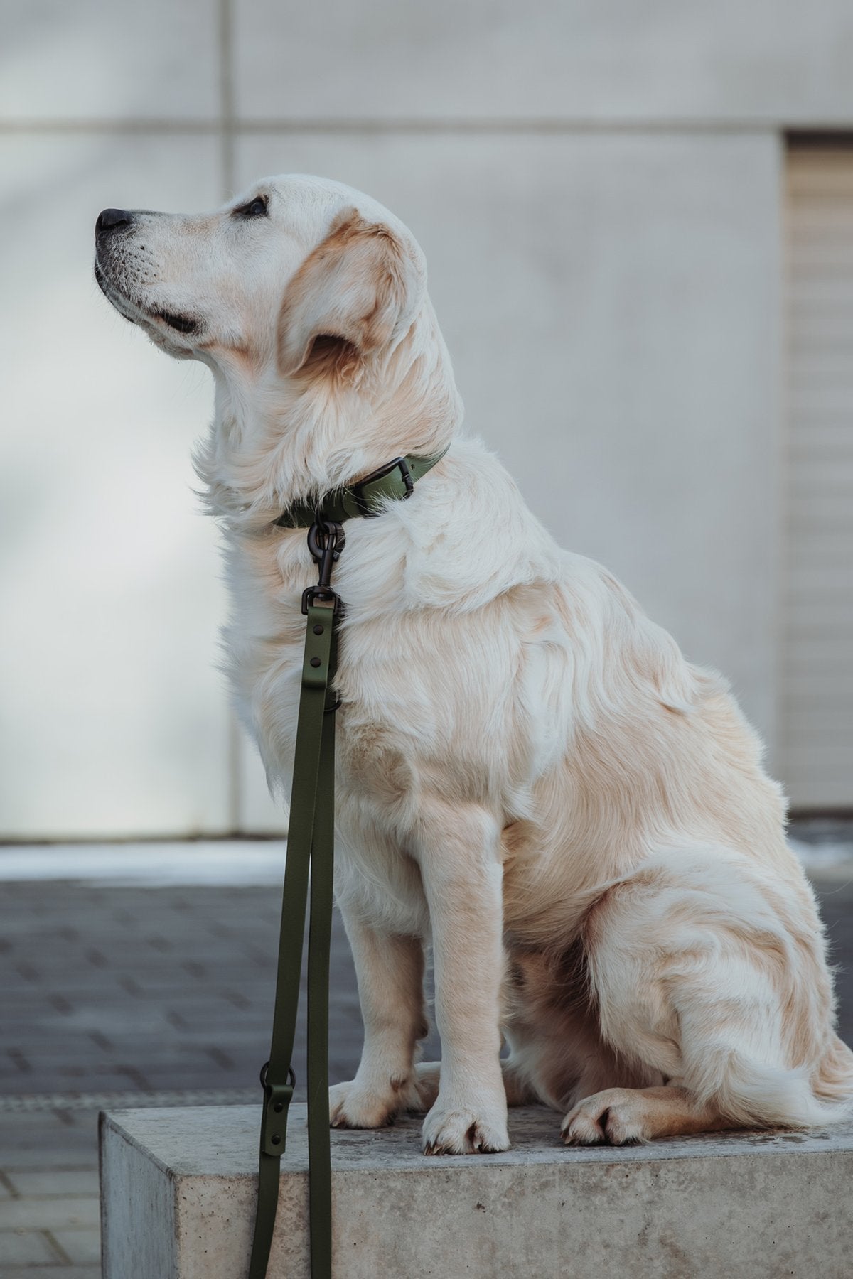 Biothane Set Halsband und Leine in olive von Thomas & Henry mit Hund