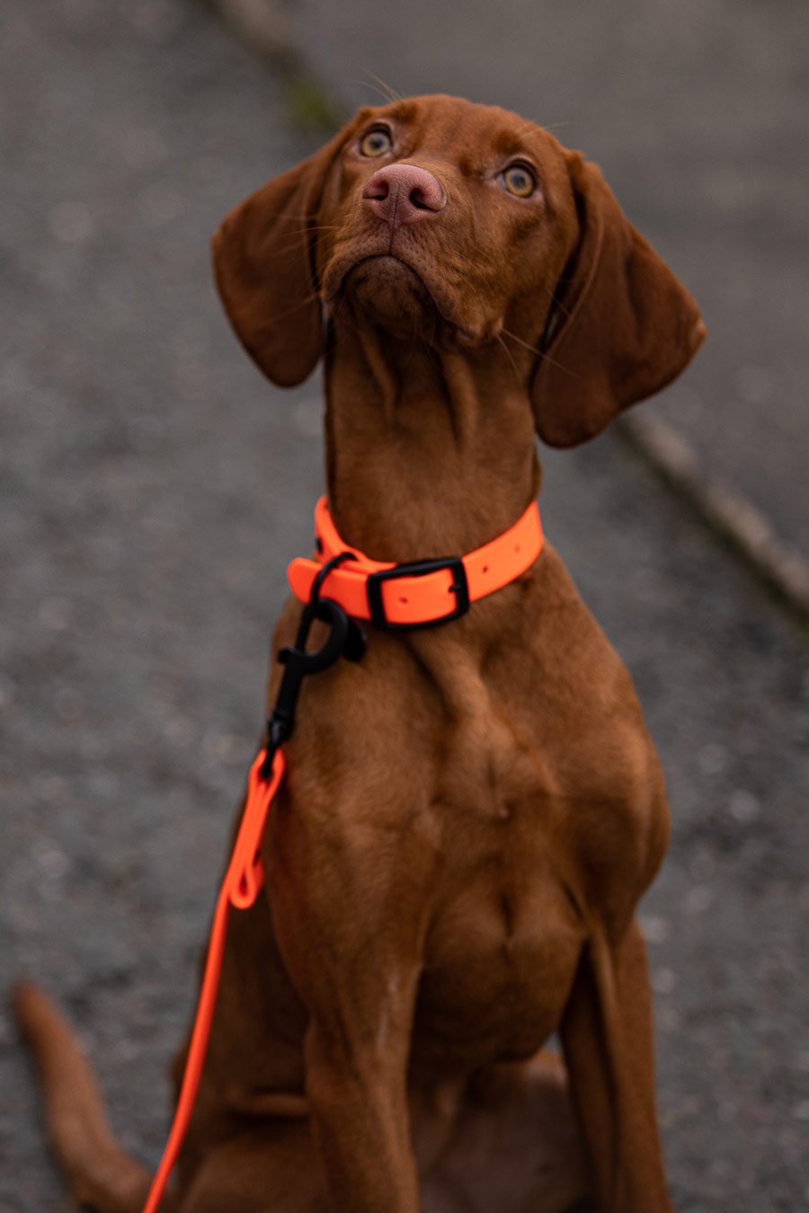 Biothane Set Halsband und Leine in orange von Thomas & Henry mit Hund