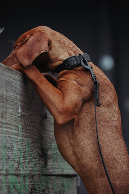Biothane Hundehalsband in schwarz  von Thomas & Henry mit Hund