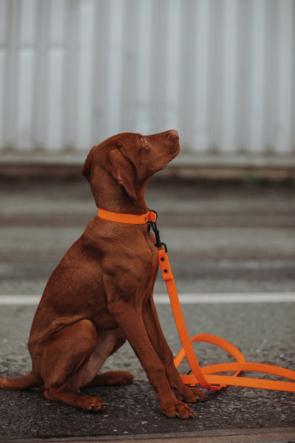 Biothane Set Halsband und Leine in orange von Thomas & Henry mit Hund